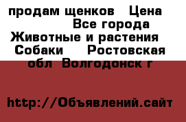 продам щенков › Цена ­ 15 000 - Все города Животные и растения » Собаки   . Ростовская обл.,Волгодонск г.